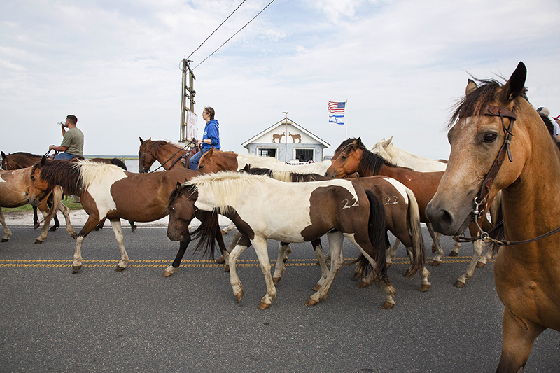 Chincoteague Wild Ponies : Richard Moore : Photographer : Photojournalist